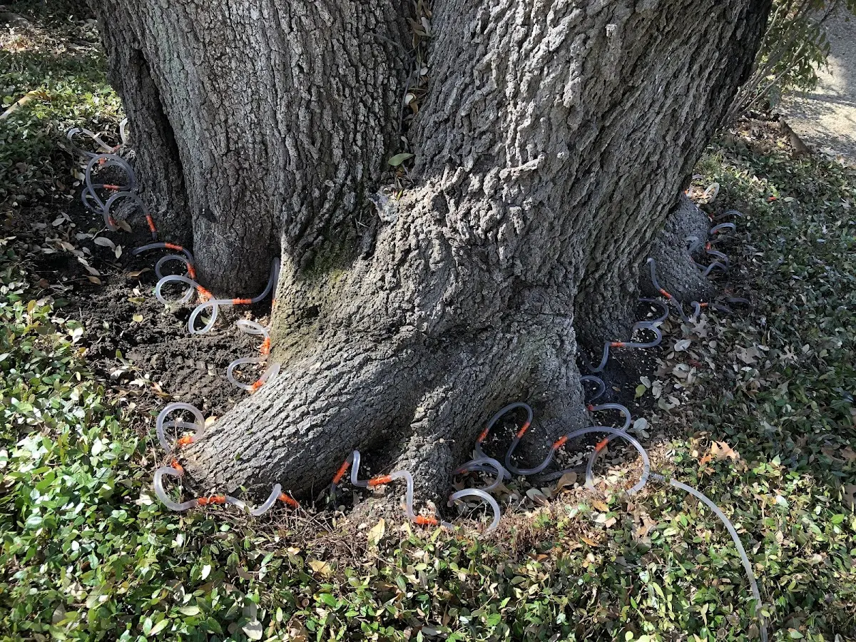 Detailed Tree Cabling and Bracing job site in Claremont